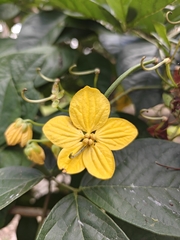Senna hayesiana, photograph (c) Ansil B.R., some rights reserved (CC BY)