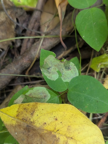 Leucanthiza amphicarpeaefoliella photo 3
