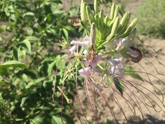 Cleome spinosa