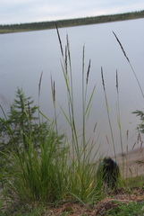 Elymus macrourus