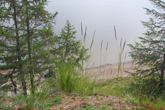 Elymus macrourus