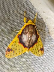 Amaxia flavicollis