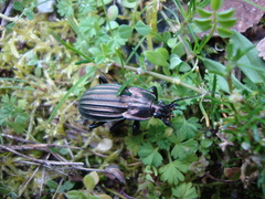 Carabus melancholicus