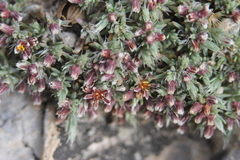 Paronychia albomarginata