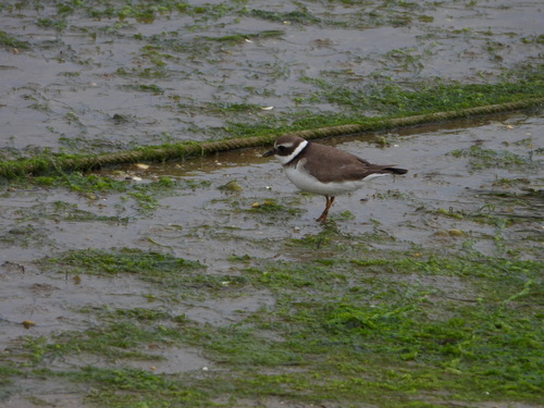 Common Ringed Plover (Charadrius hiaticula), photo 7