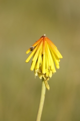 author not stated, no rights reserved Kniphofia porphyrantha, photograph author not stated, no rights reserved