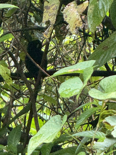 St. Lucia Black Finch (Melanospiza richardsoni), photo 7