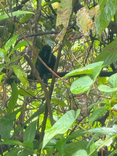 St. Lucia Black Finch (Melanospiza richardsoni), photo 2