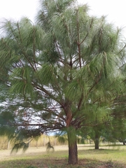 Pinus montezumae