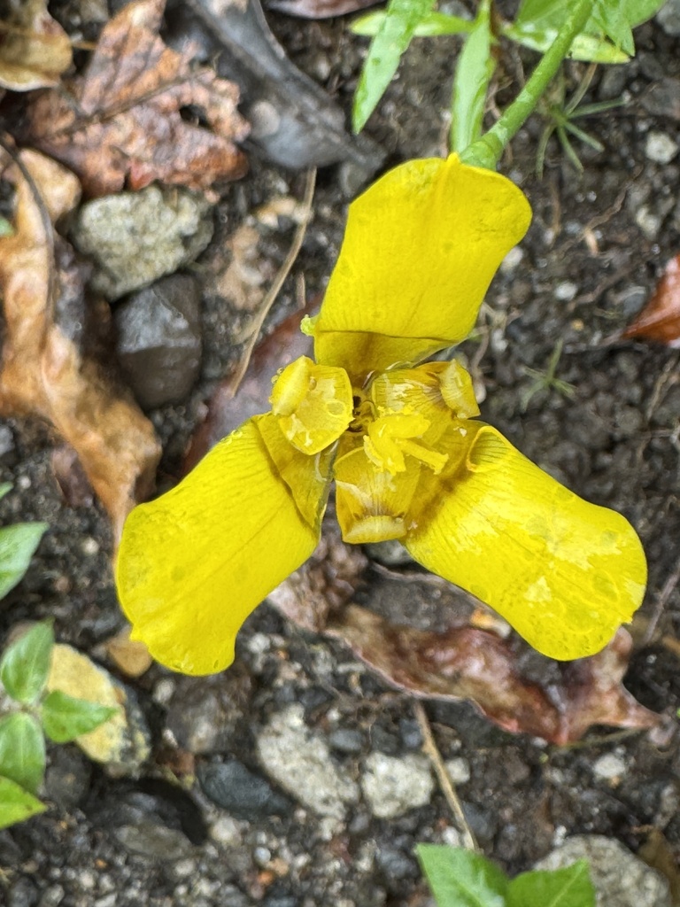 Ti mê gia – Trimezia martinicensis
