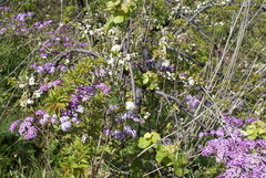 Pericallis papyracea image