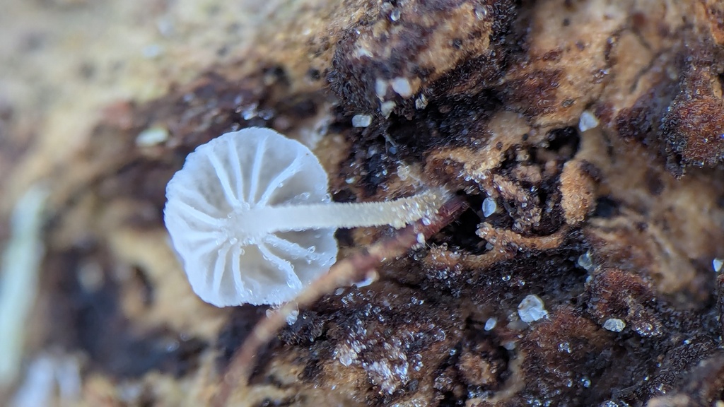 Mycena tenerrima · January 2026 · photo: © rudolphous (iNaturalist, cc-by)