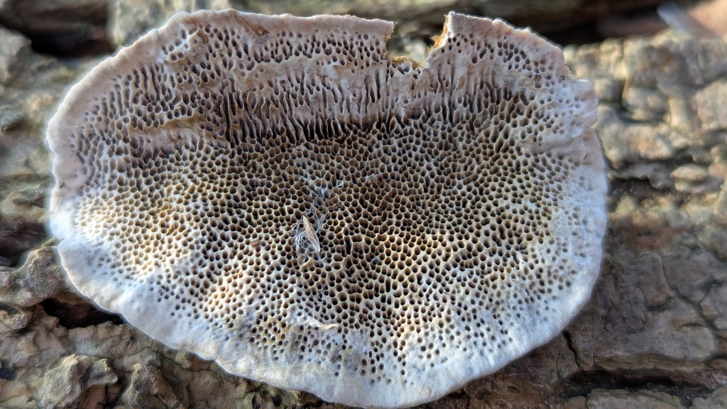 Coriolopsis trogii · January 2026 · photo: © rudolphous (iNaturalist, cc-by)