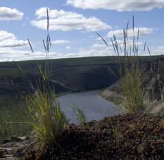 Elymus macrourus