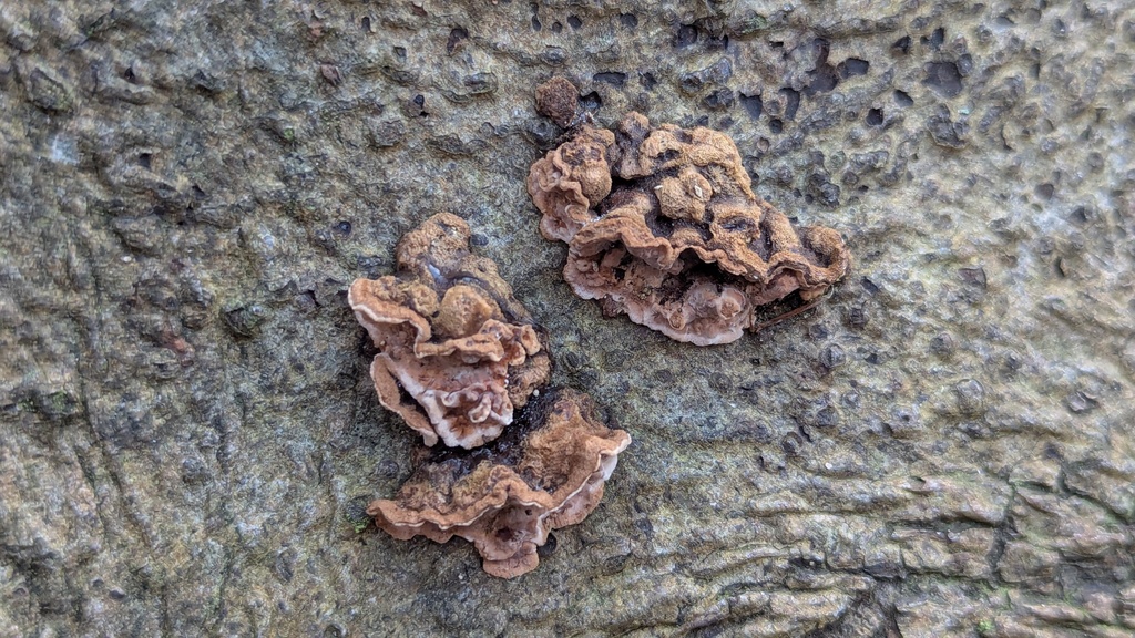 Chondrostereum purpureum · January 2026 · photo: © rudolphous (iNaturalist, cc-by)