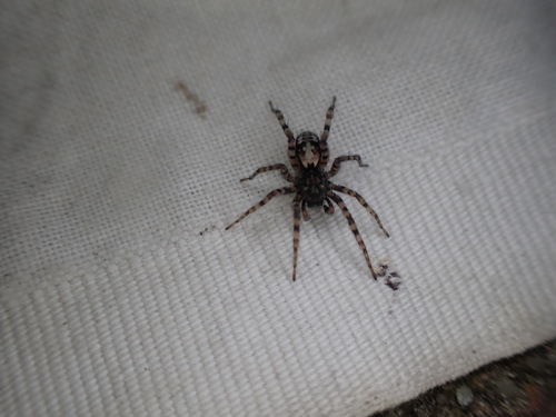 Sand Bear Spider, Havelte, Nederland, photo 8 of 10