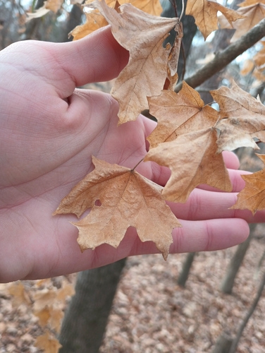 chalk maple (Acer leucoderme)