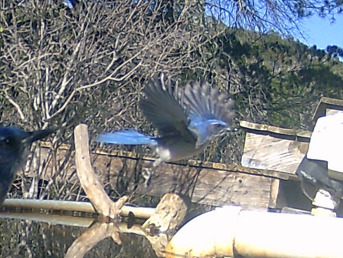 Woodhouse's Scrub Jay (Aphelocoma woodhouseii)