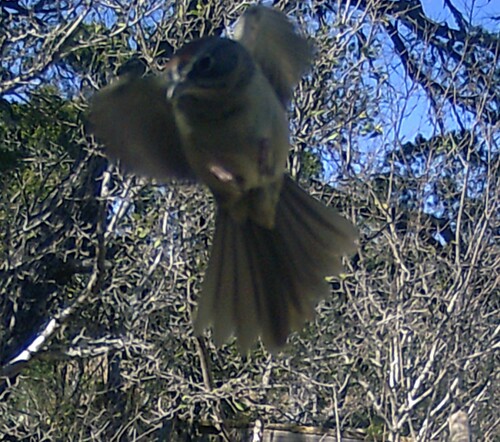 Rufous-crowned Sparrow (Aimophila ruficeps), photo 5