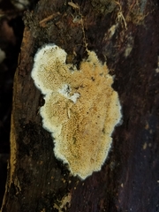 Fibroporia