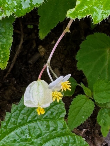 Begonia humilis