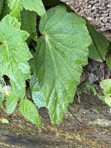 Begonia humilis, photograph 2