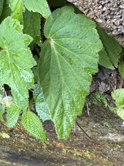 Begonia humilis, photograph (c) chrisdt, some rights reserved (CC BY)