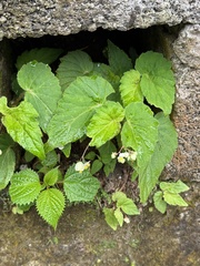 Begonia humilis, photograph (c) chrisdt, some rights reserved (CC BY)
