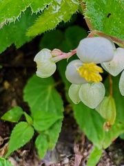 Begonia humilis, photograph (c) chrisdt, some rights reserved (CC BY)