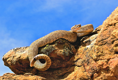 Crotalus oreganus concolor