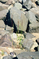 Elymus macrourus