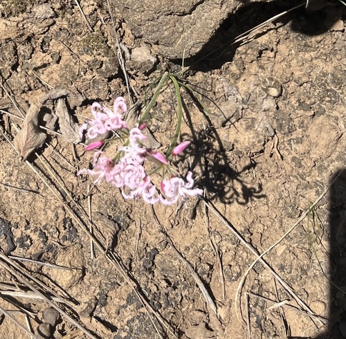 Nerine masoniorum