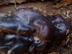 Ganoderma lucidum