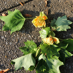 Liriodendron tulipifera