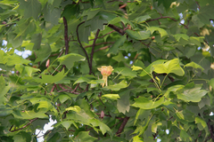 Liriodendron tulipifera