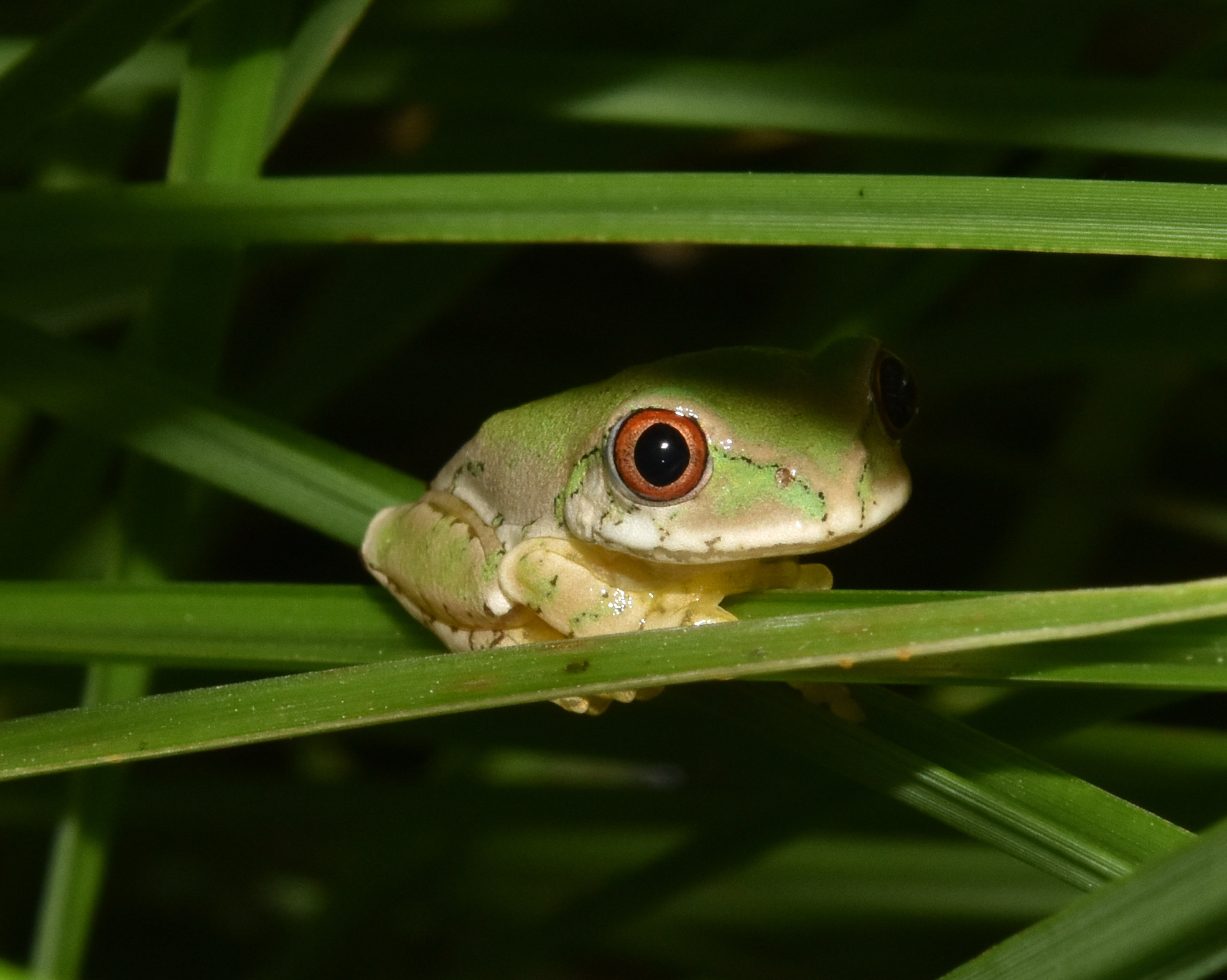 Leptopelis natalensis (Smith, 1849)