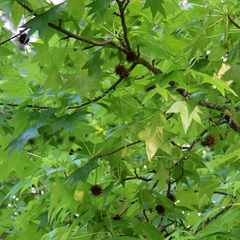 Liriodendron tulipifera