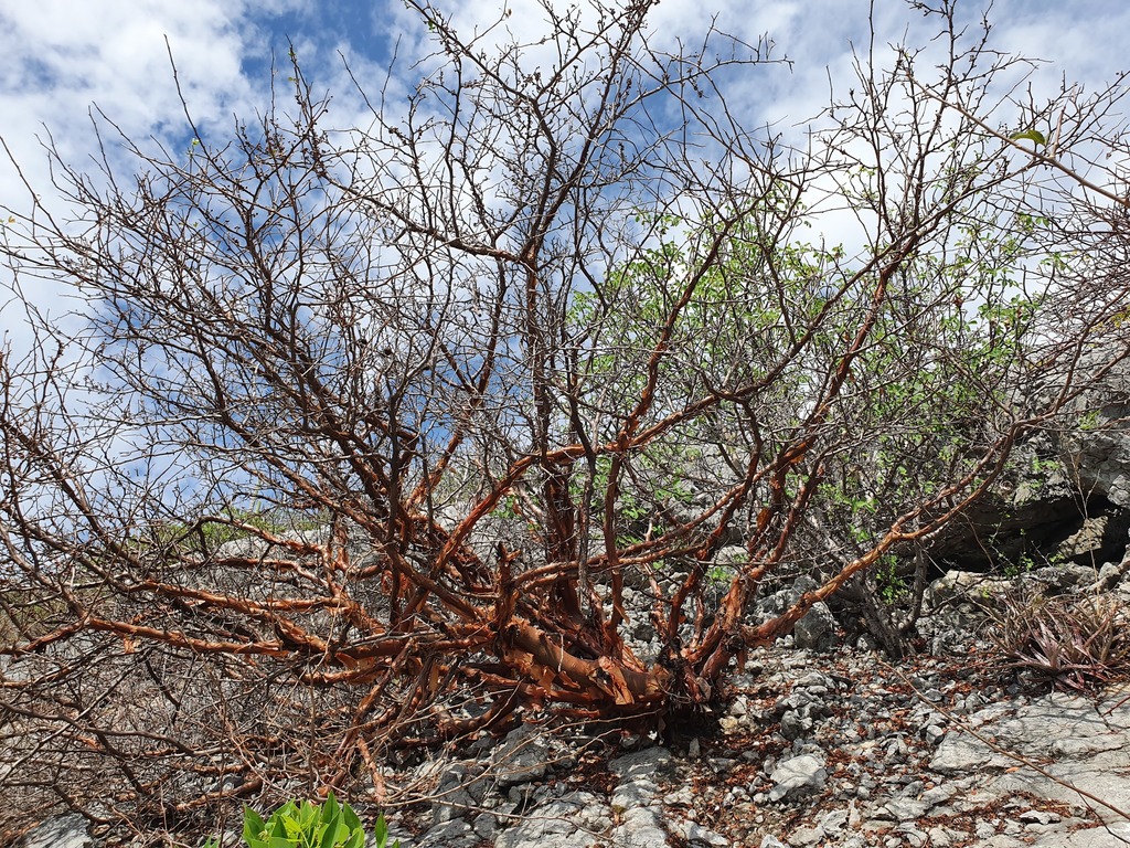 Bursera denticulata