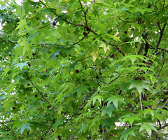 Liriodendron tulipifera