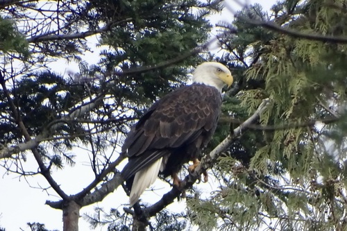 Bald Eagle