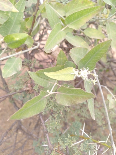 Leptadenia lanceolata