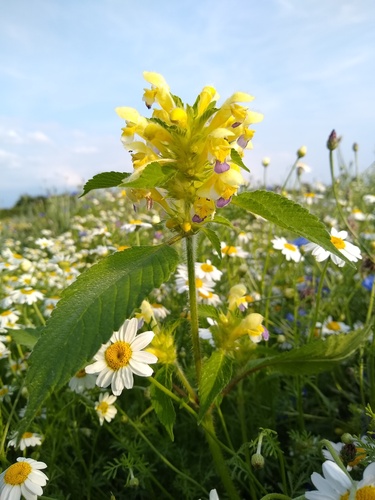 Large-flowered Hemp-nettle (Galeopsis speciosa)