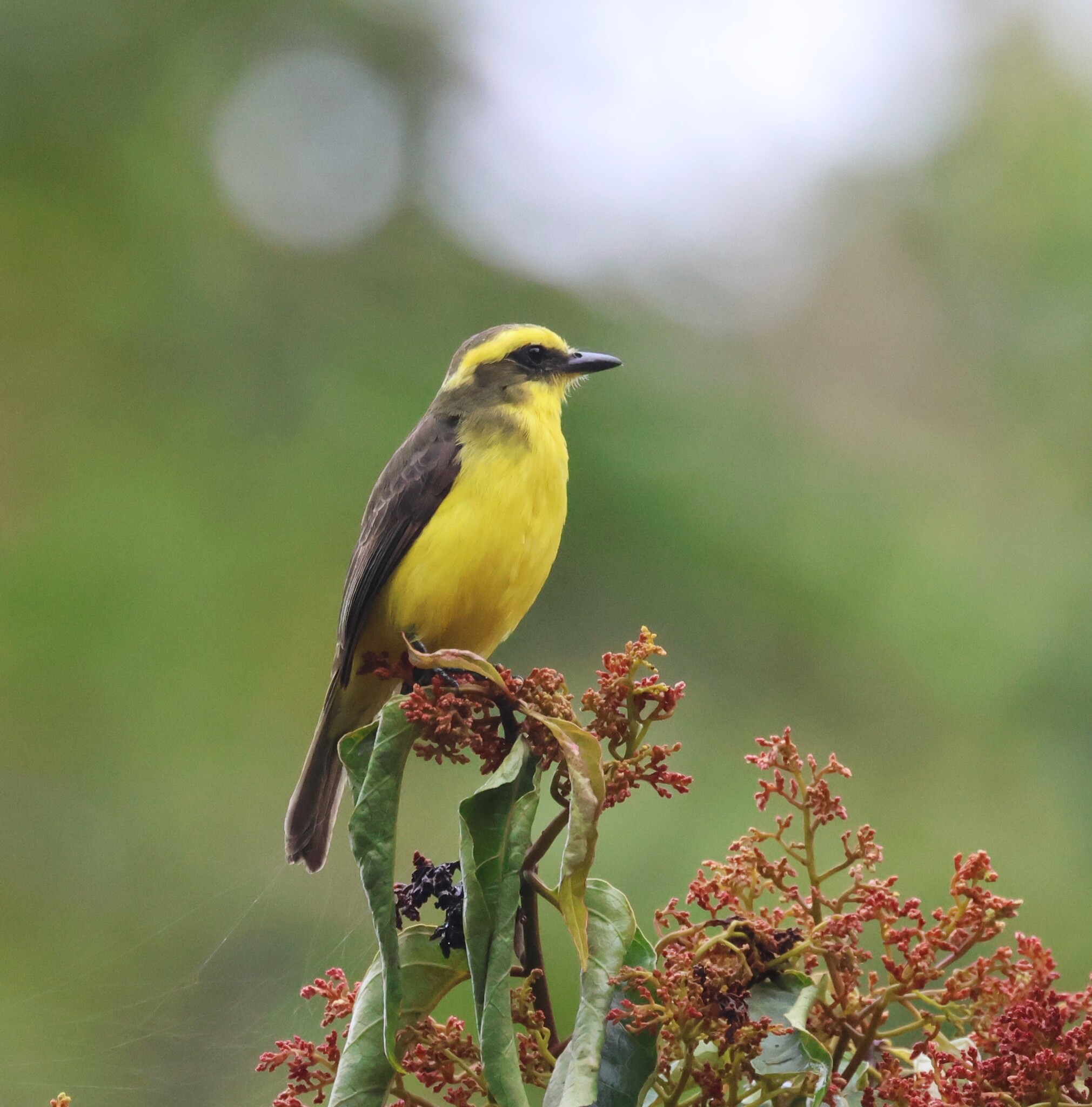 Lemon-browed Flycatcher (Conopias cinchoneti), photo 4