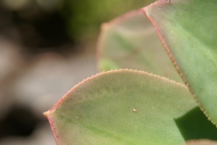 Aeonium davidbramwellii image