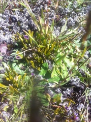 Carmichaelia corrugata