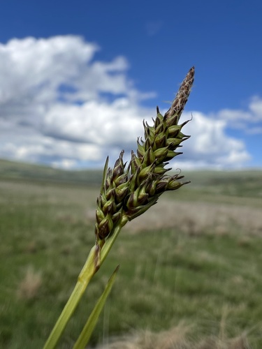 Tawny Sedge (Carex hostiana)