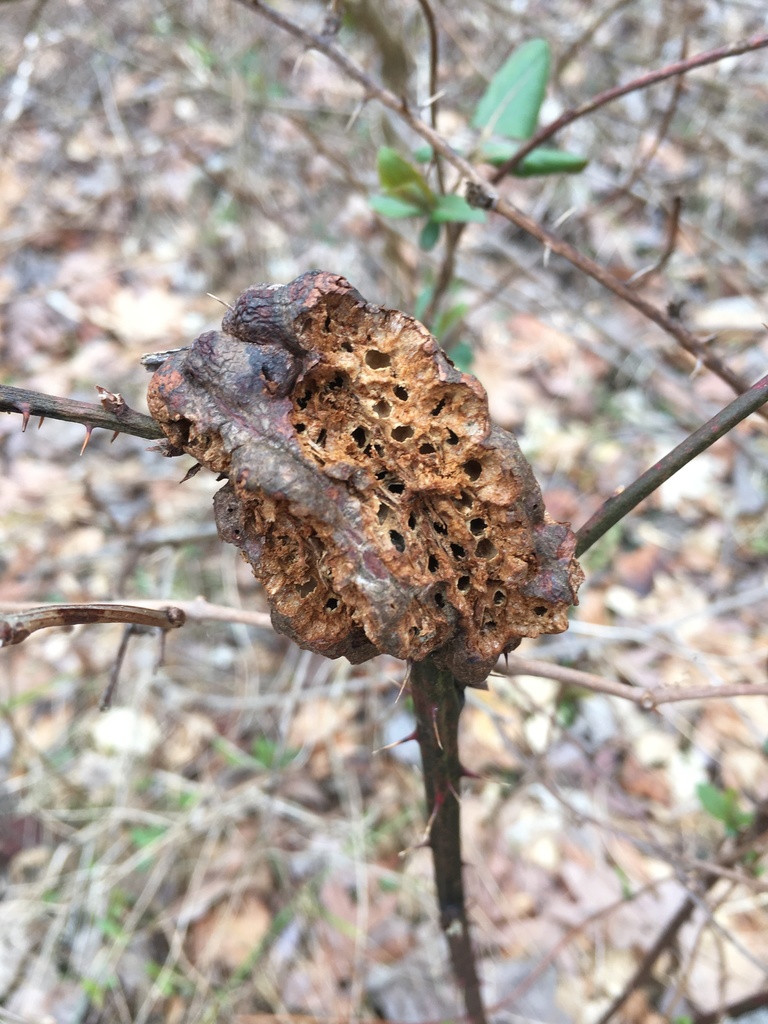 Blackberry Knot Gall Wasp