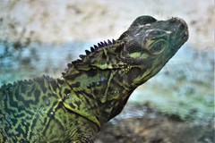 Hydrosaurus pustulatus