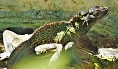 Hydrosaurus pustulatus