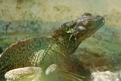 Hydrosaurus pustulatus